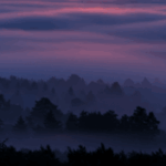 새벽숲님의 프로필 사진